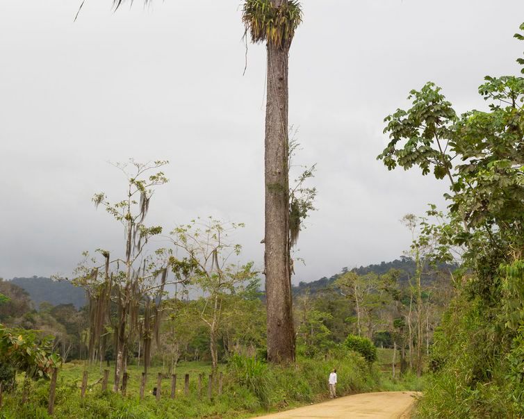 Botânico Registra árvores Gigantes Da Mata Atlântica Portal Guiagaranhuns 2694